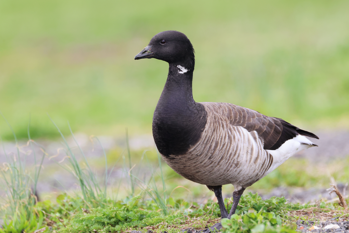 Branta musubeltza (hrota) - ML617250865