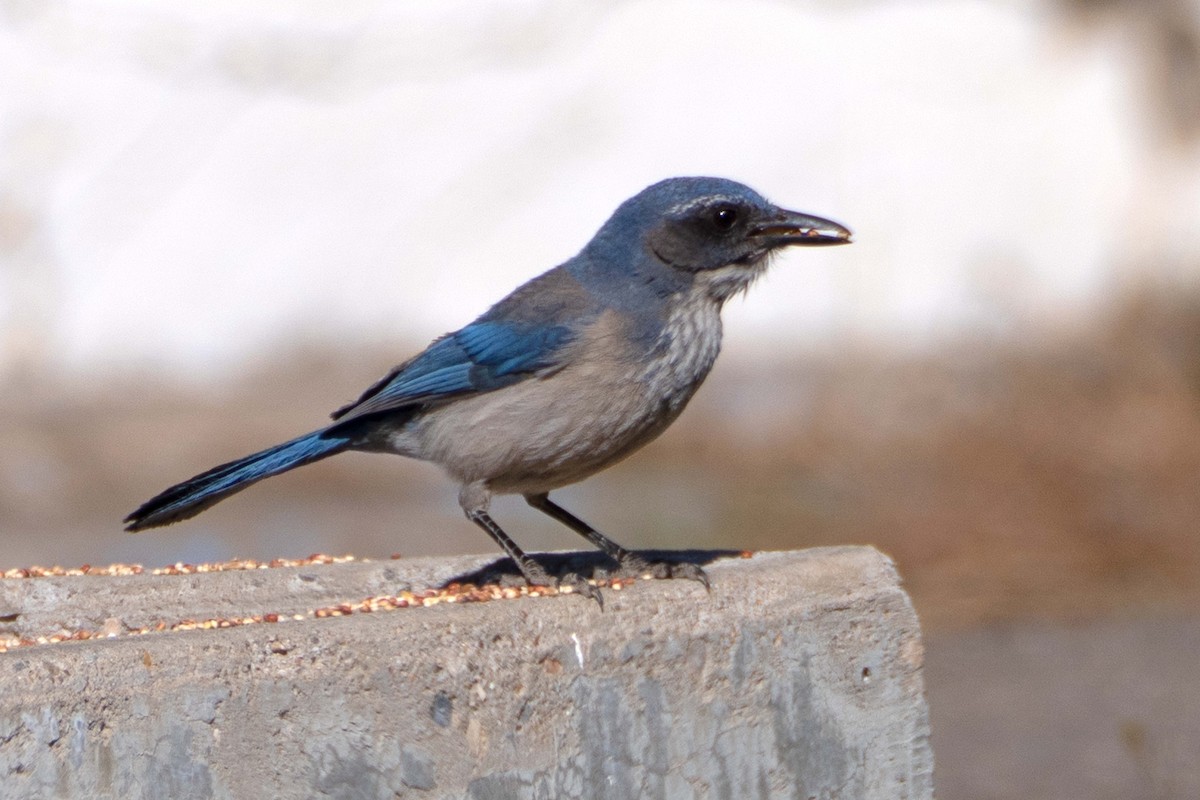 Woodhouse's Scrub-Jay - ML617250988