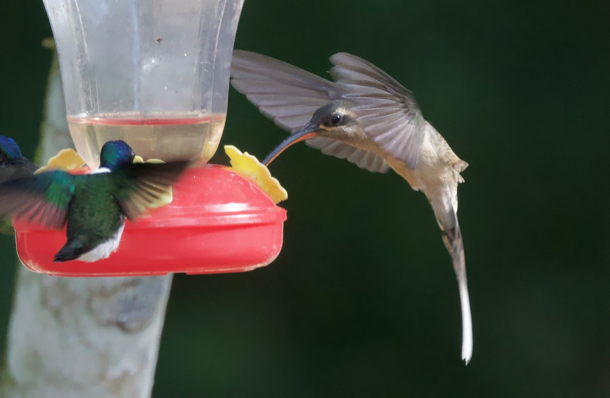 kolibřík dlouhozobý - ML617251056