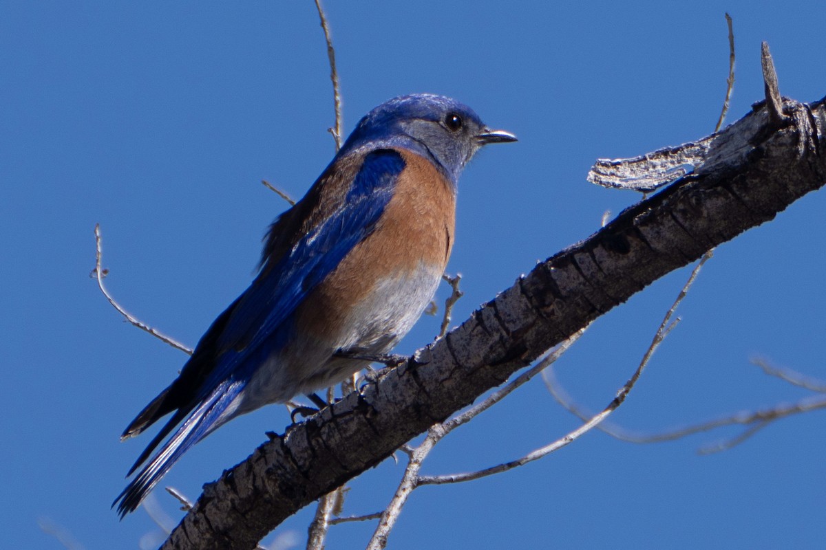 Western Bluebird - ML617251069