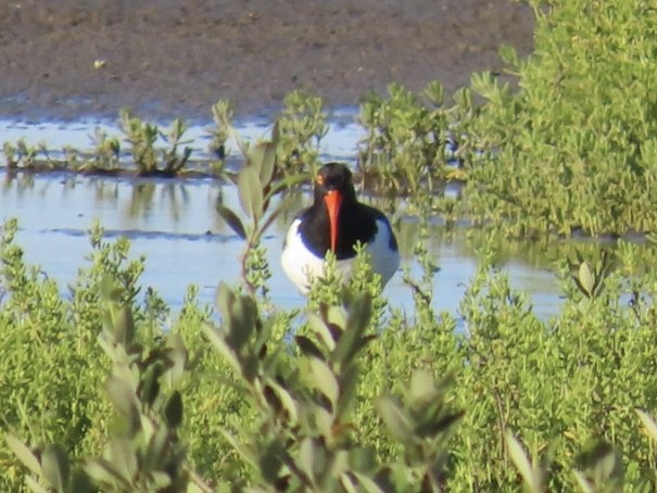 American Oystercatcher - ML617251079