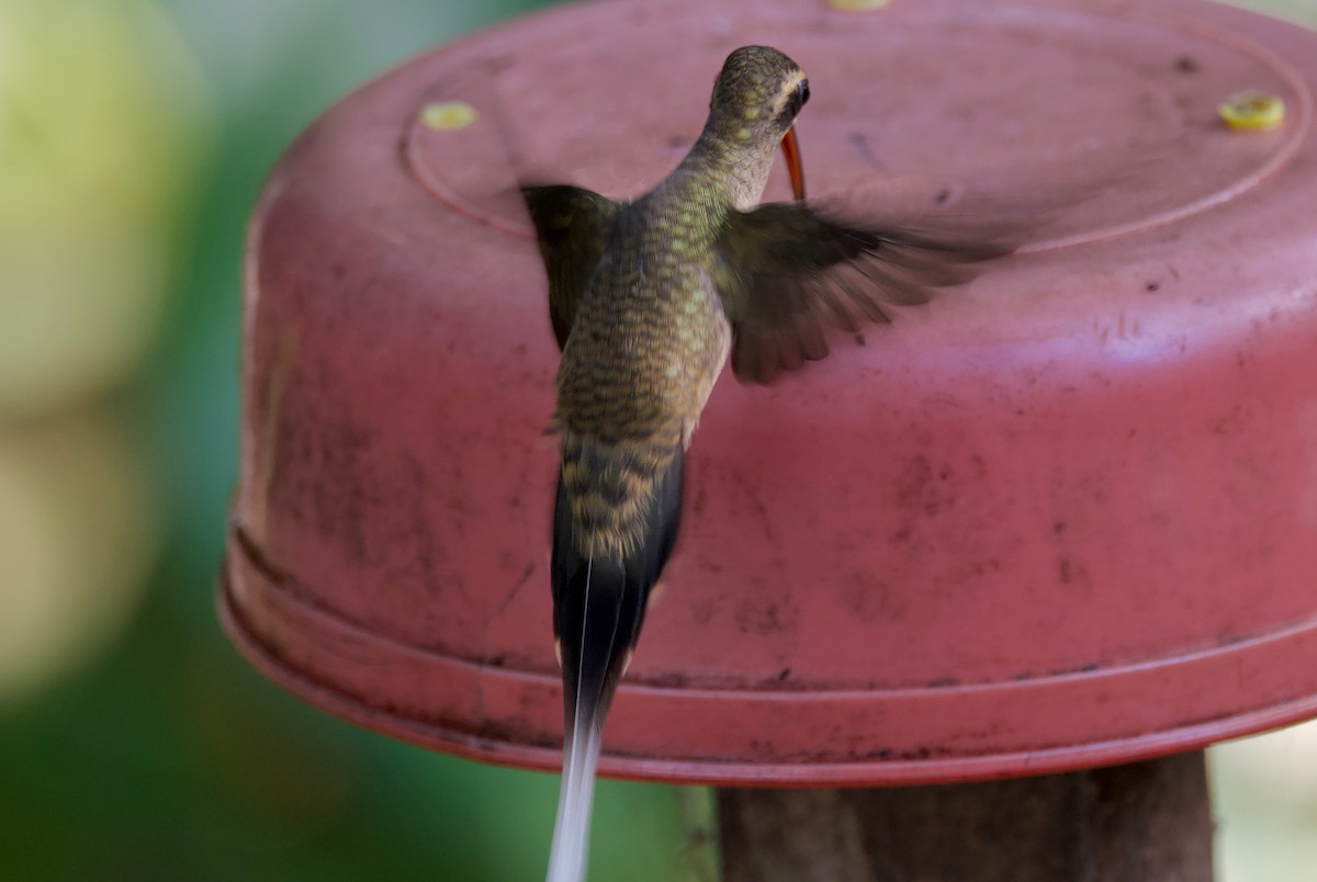 kolibřík dlouhozobý - ML617251094