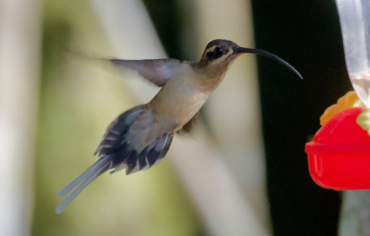 kolibřík dlouhozobý - ML617251111