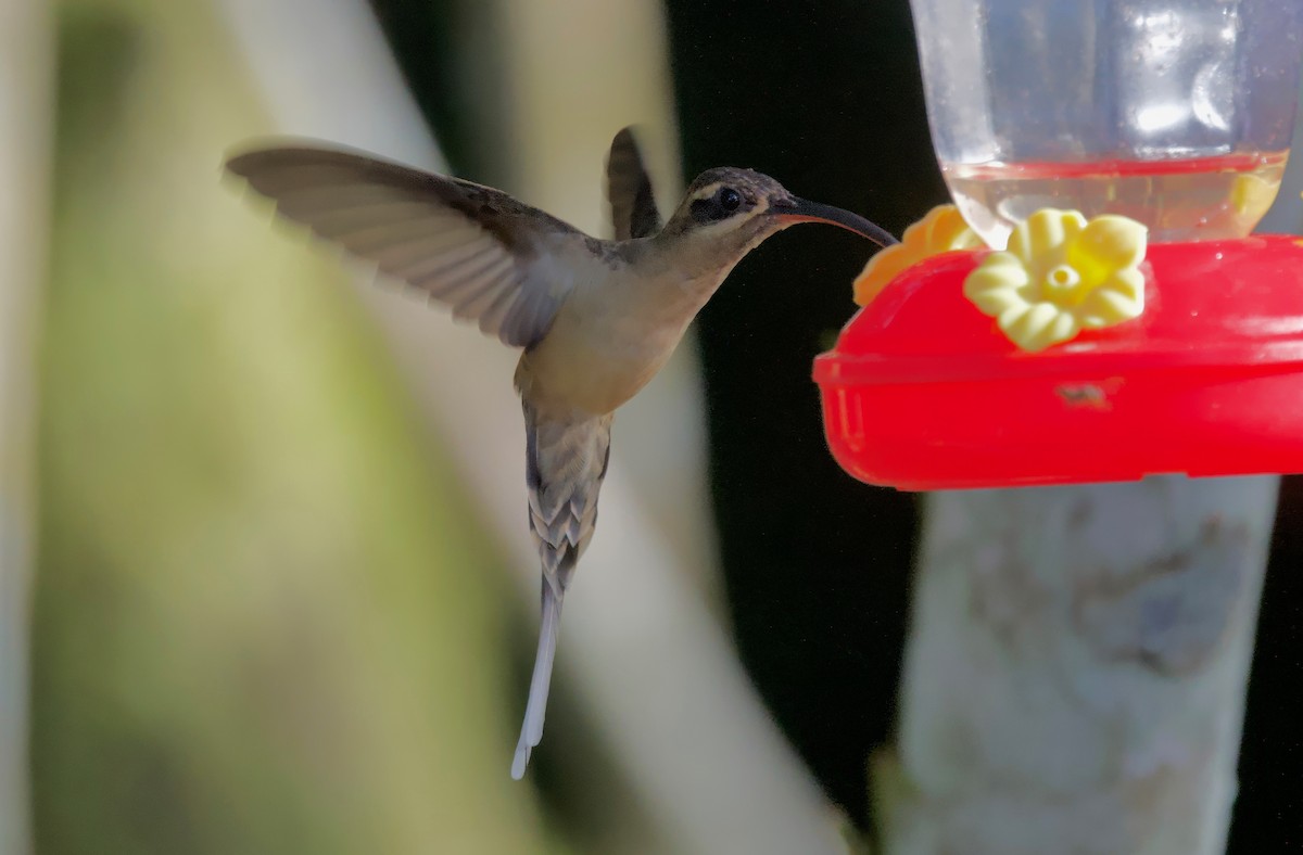 kolibřík dlouhozobý - ML617251112