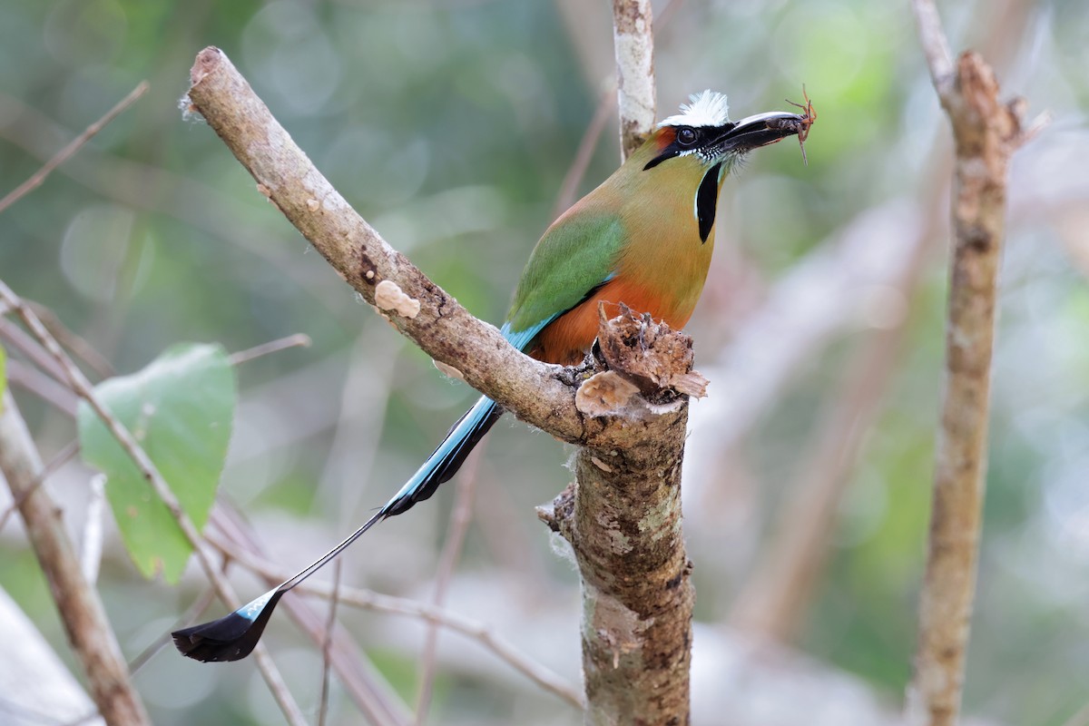 Turquoise-browed Motmot - ML617251119