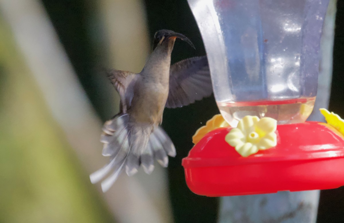 kolibřík dlouhozobý - ML617251123
