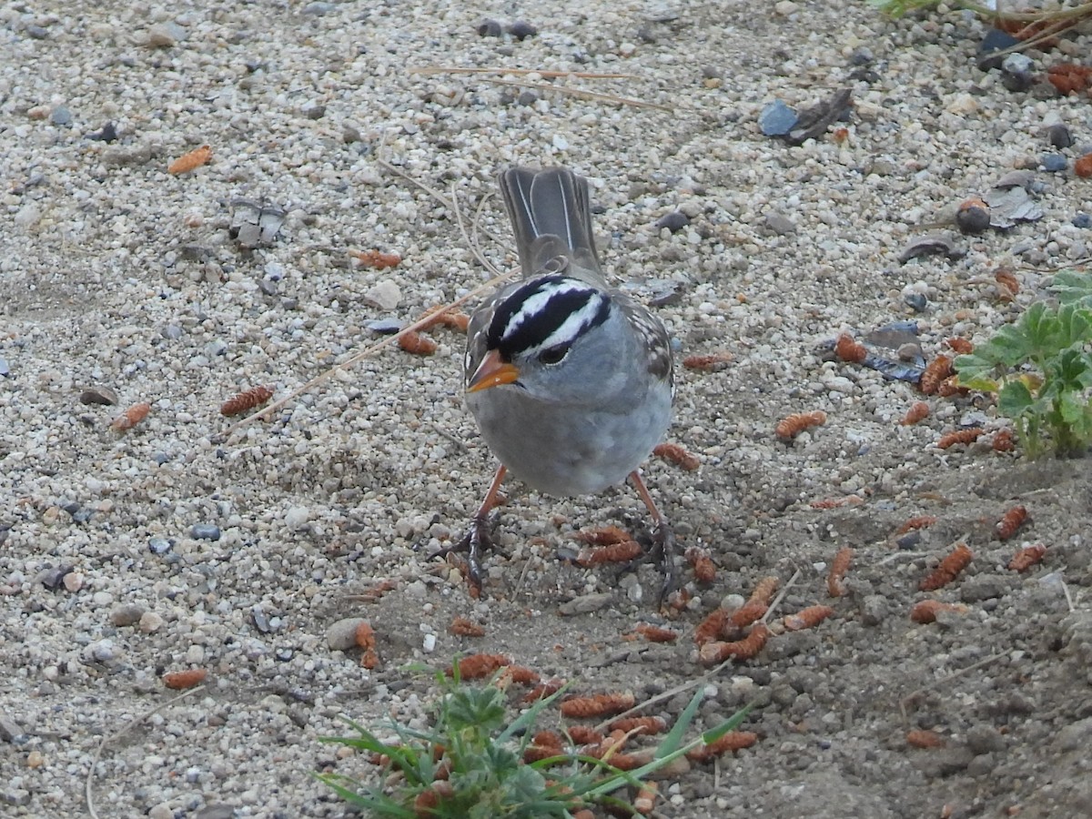White-crowned Sparrow - ML617251131