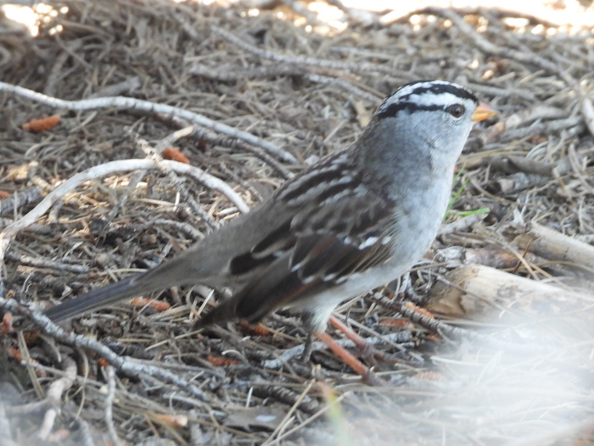 White-crowned Sparrow - ML617251132