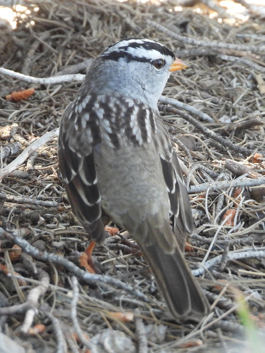 White-crowned Sparrow - Jeanene Daniels