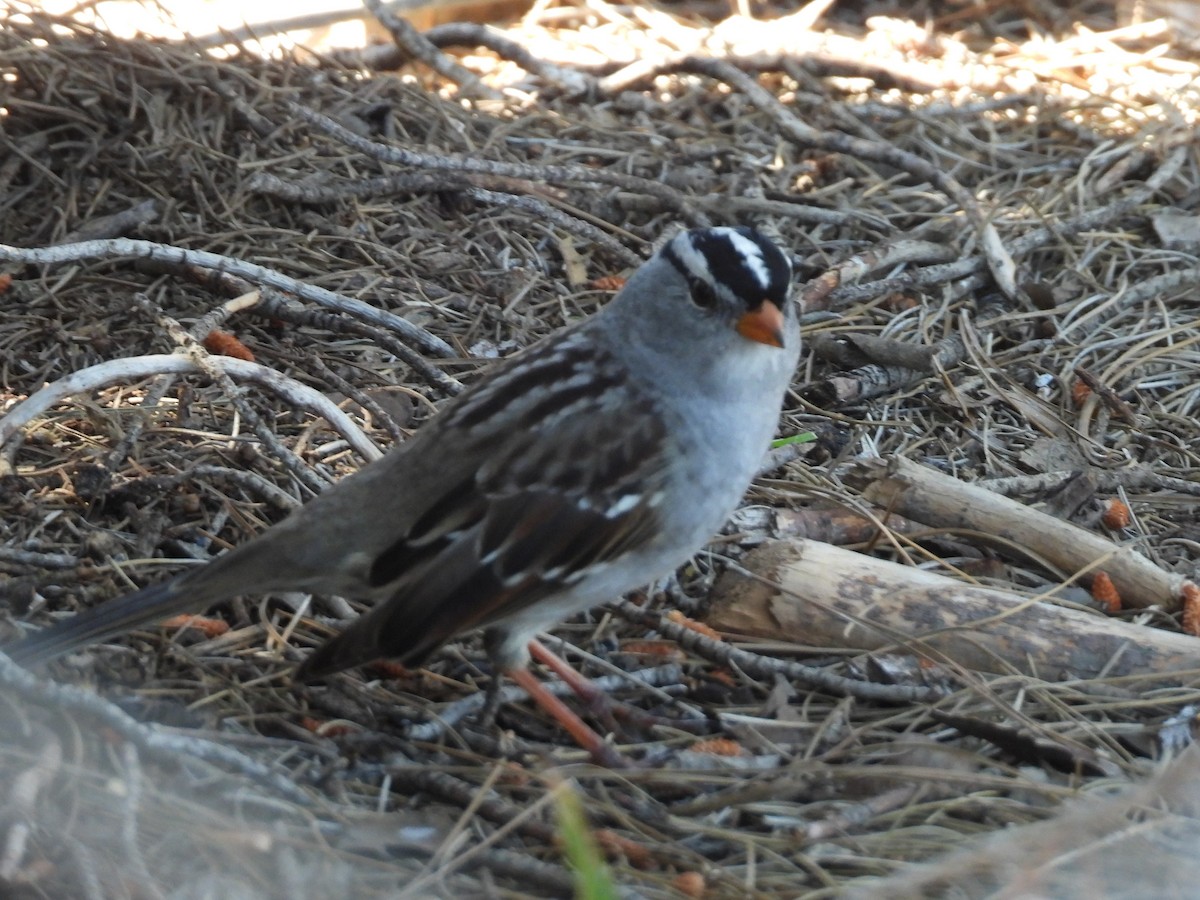 White-crowned Sparrow - ML617251134