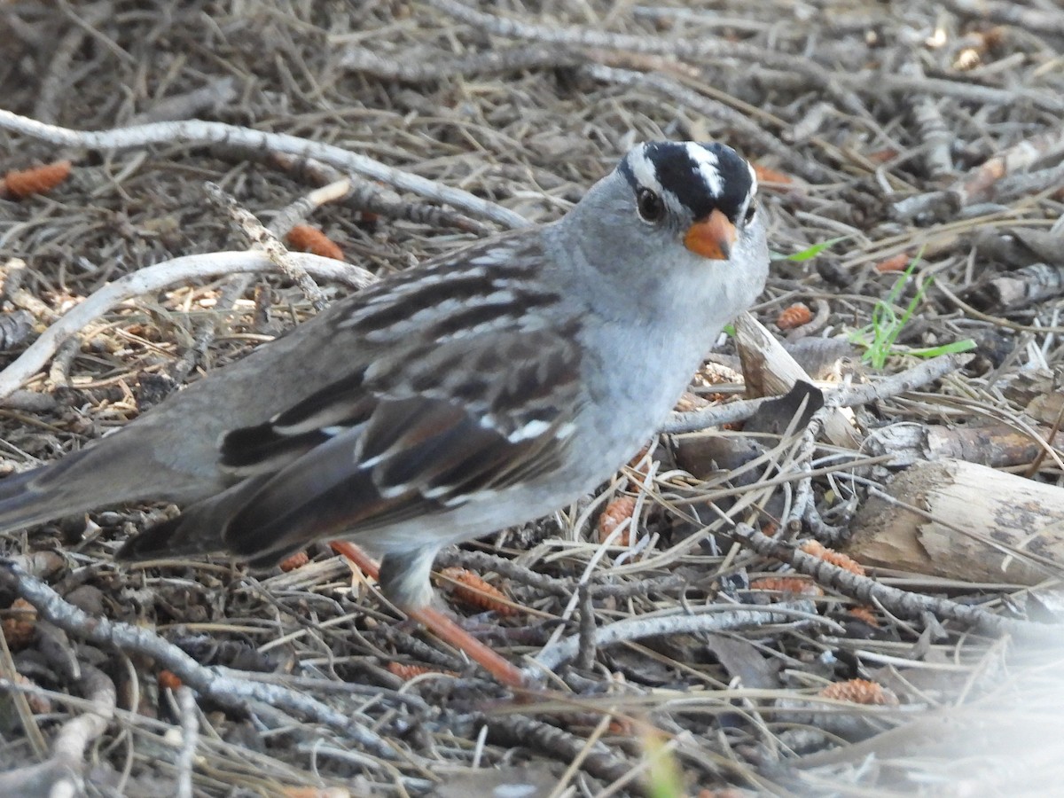 White-crowned Sparrow - ML617251135