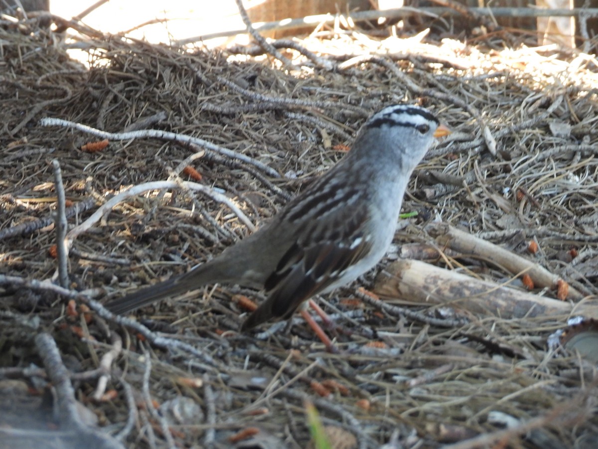 White-crowned Sparrow - ML617251137