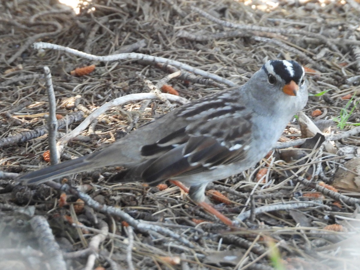 White-crowned Sparrow - ML617251138