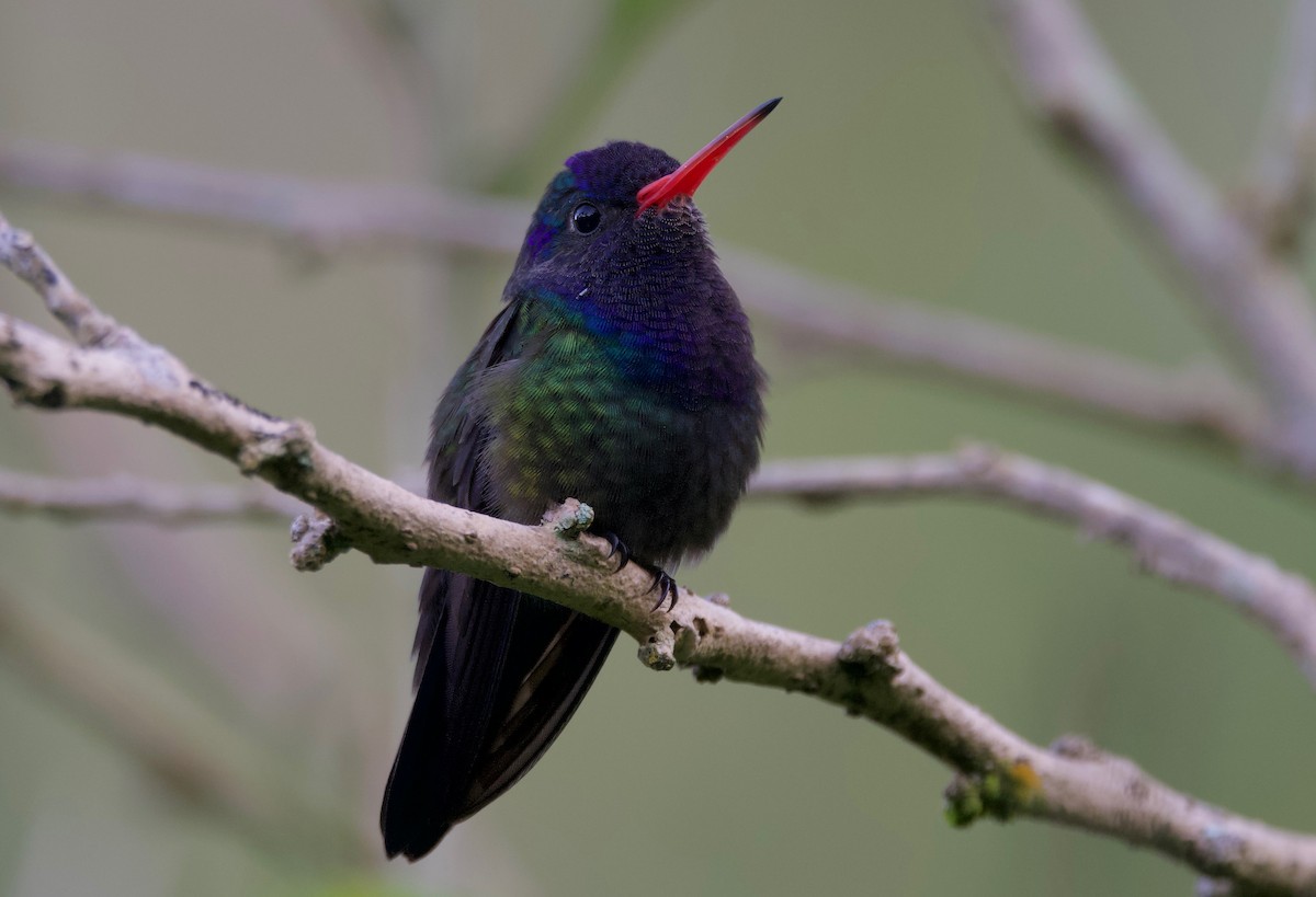 kolibřík bělobradý - ML617251152