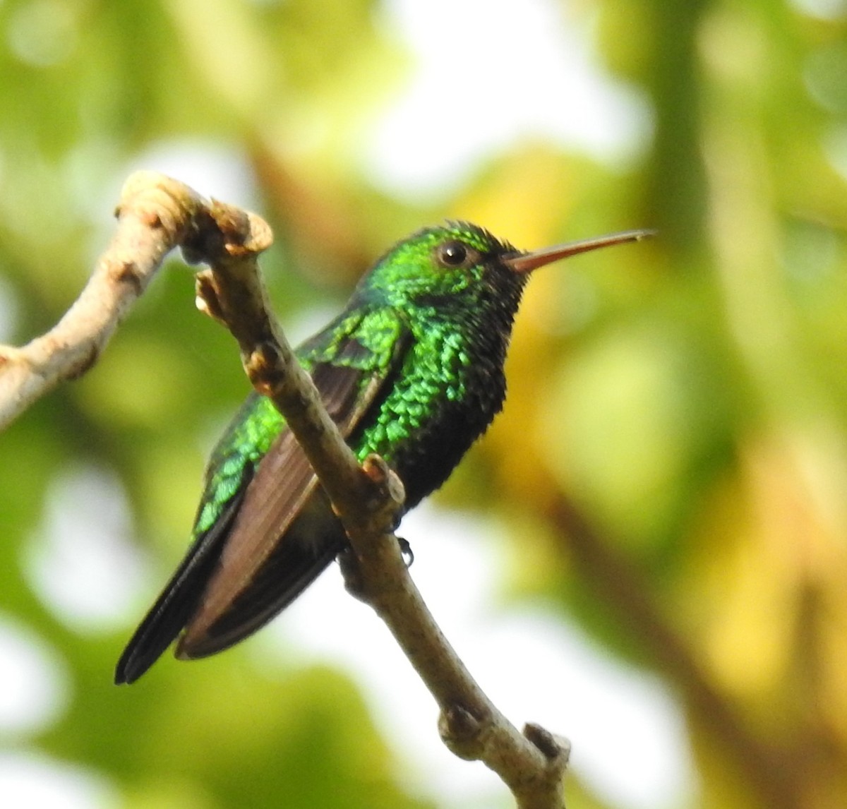 kolibřík modrobradý - ML617251181