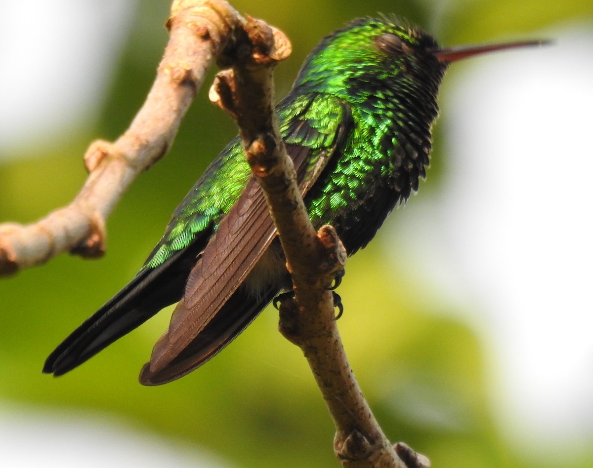 Blue-chinned Sapphire - Francisco Javier Alonso Acero  (Hotel Malokamazonas)