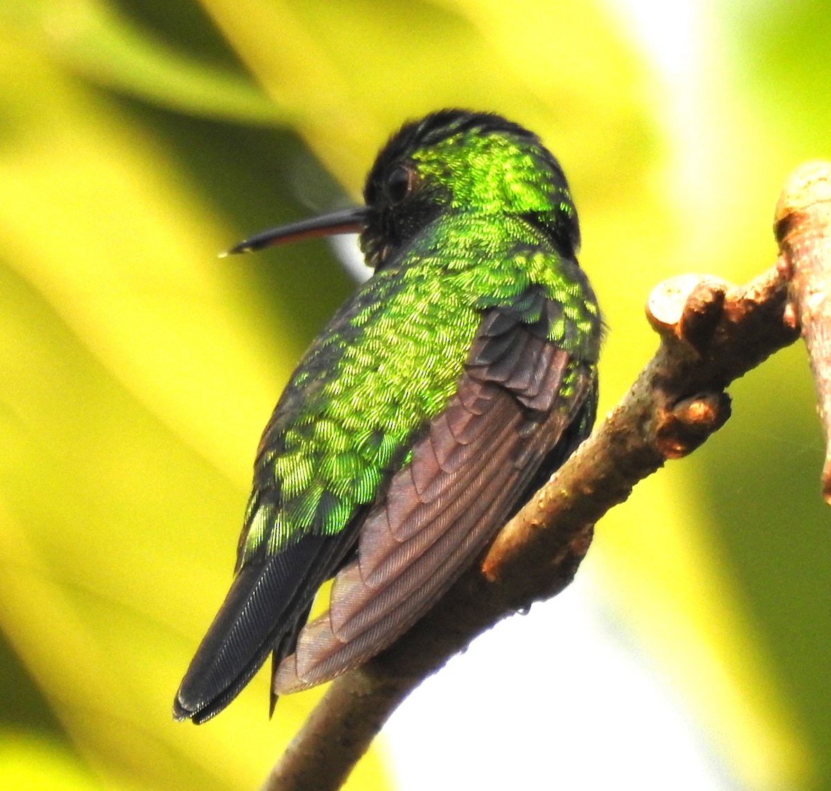 Blue-chinned Sapphire - Francisco Javier Alonso Acero  (Hotel Malokamazonas)