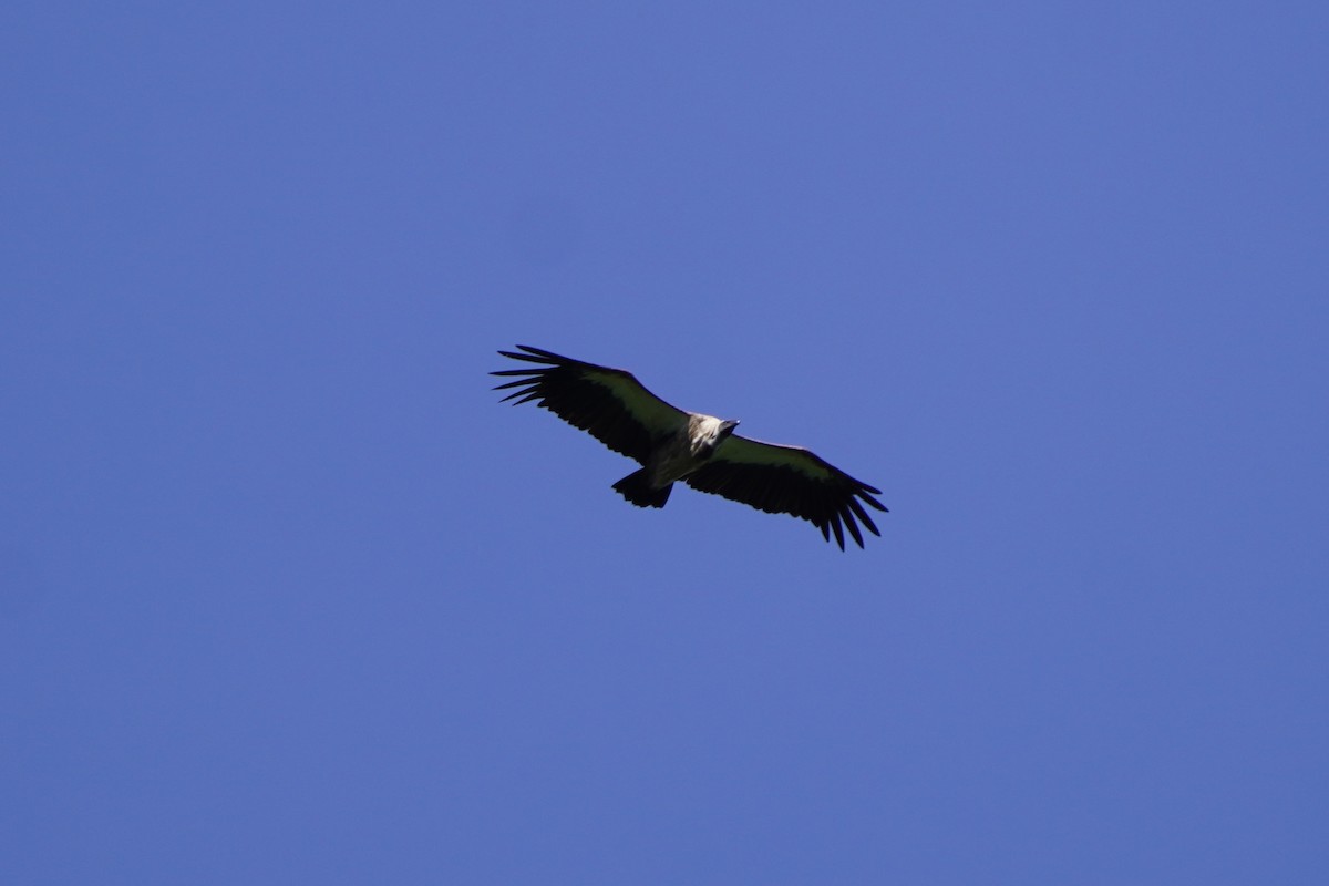 White-backed Vulture - Greg Hertler