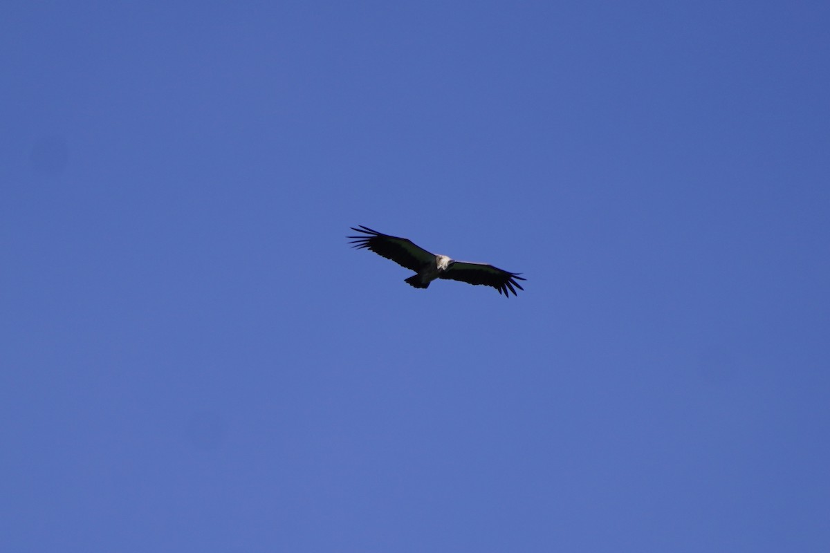 White-backed Vulture - Greg Hertler