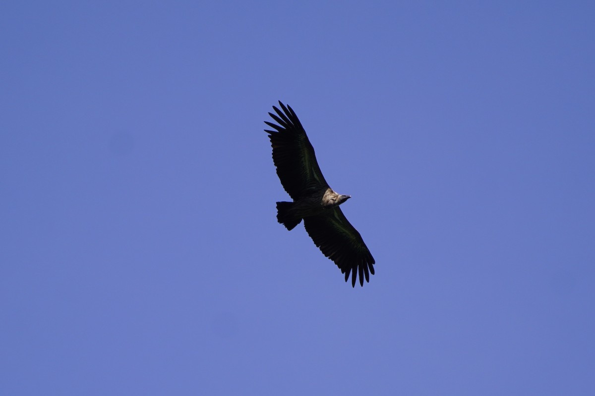 White-backed Vulture - ML617251242