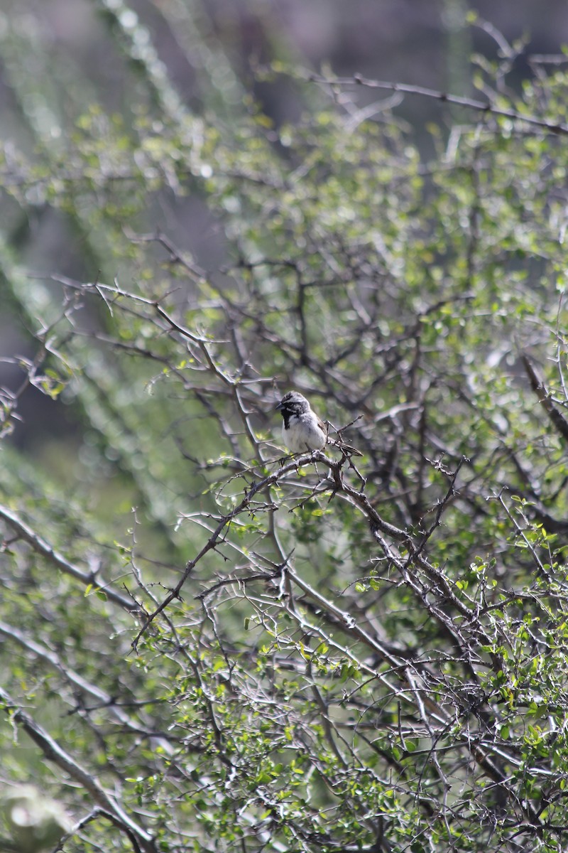 Black-throated Sparrow - ML617251254