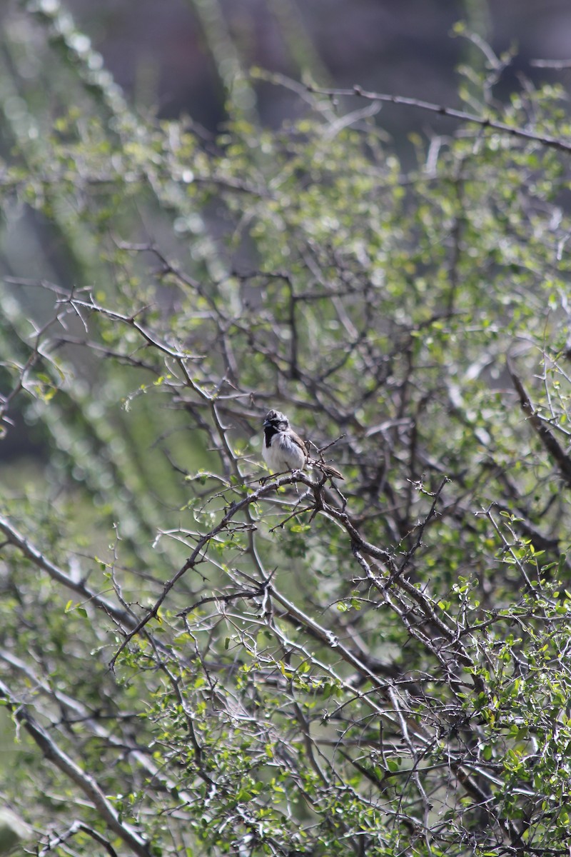 Black-throated Sparrow - ML617251255