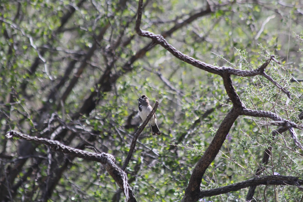 Black-throated Sparrow - ML617251256