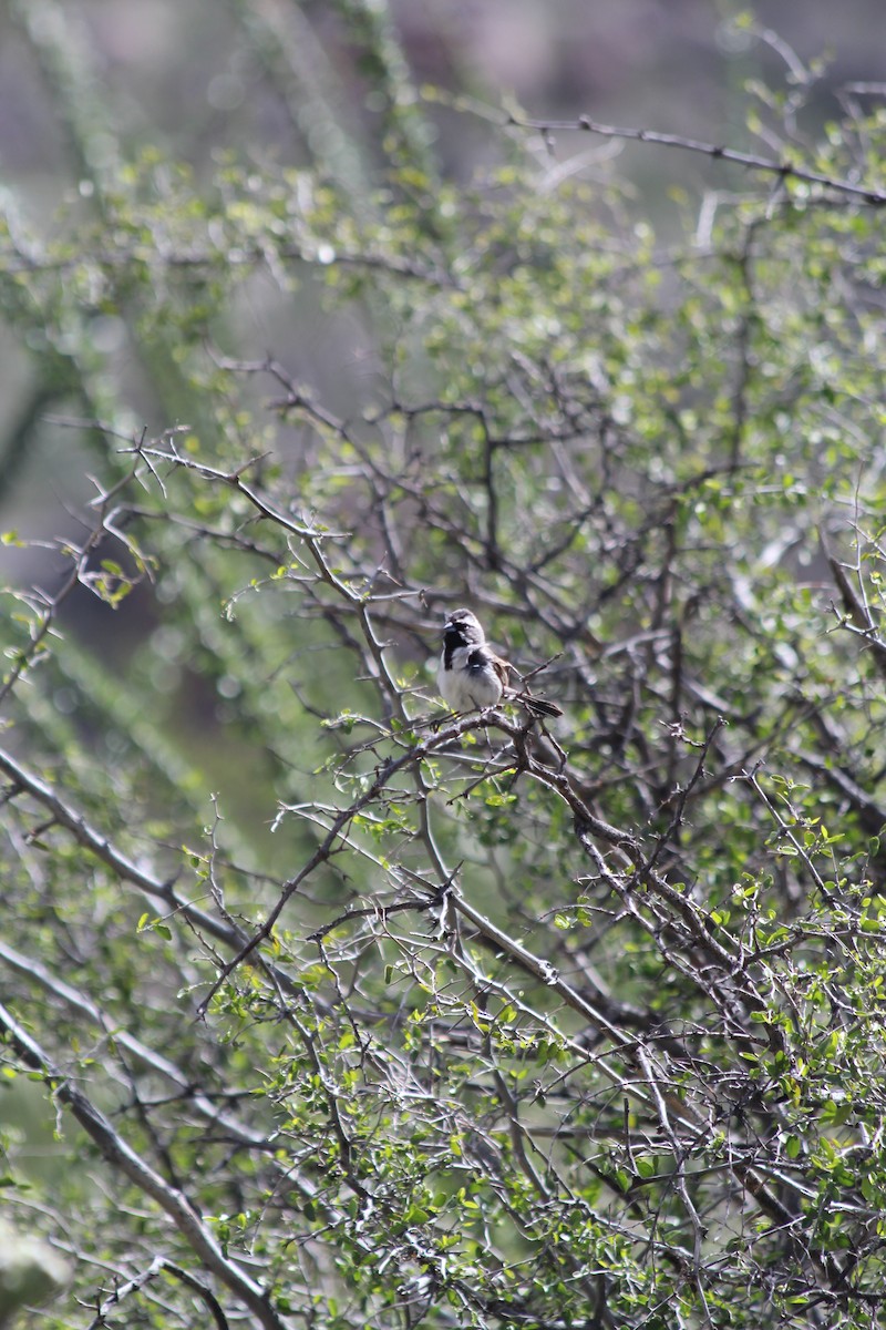 Black-throated Sparrow - ML617251257