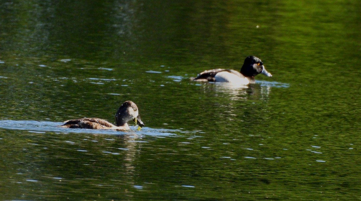 Ring-necked Duck - ML617251270