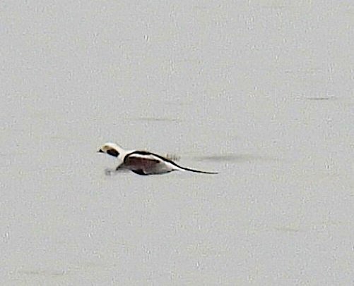 Long-tailed Duck - ML617251279