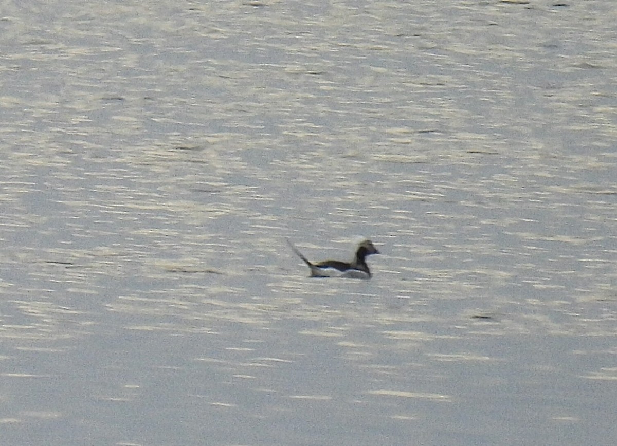 Long-tailed Duck - ML617251280