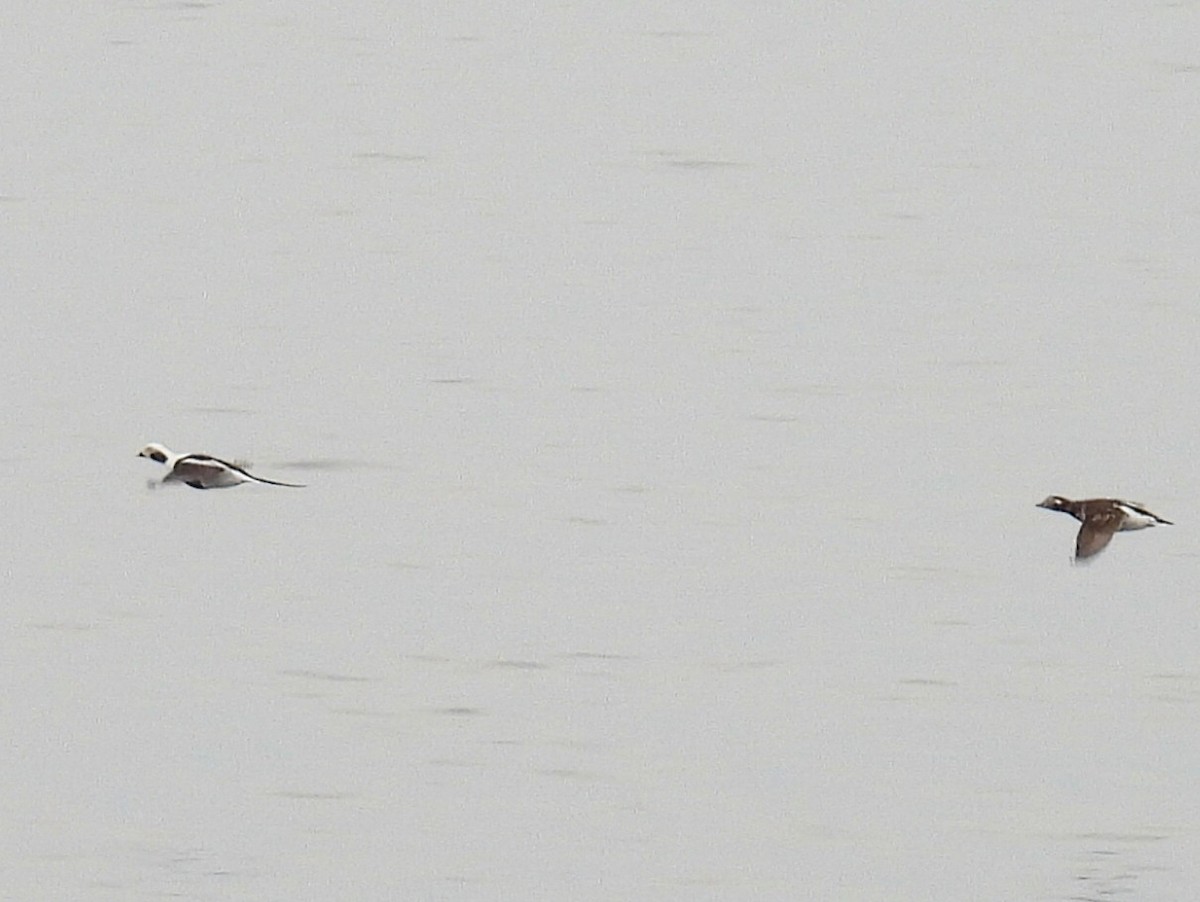 Long-tailed Duck - ML617251282
