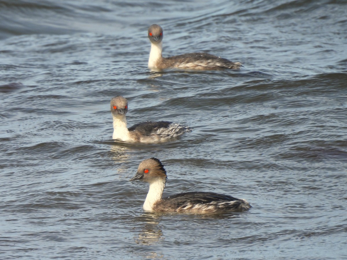 Silvery Grebe - Maria Lujan Solis