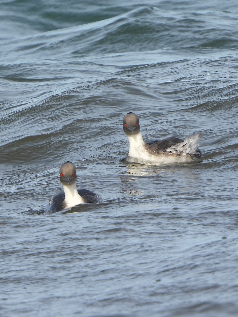 Silvery Grebe - Maria Lujan Solis