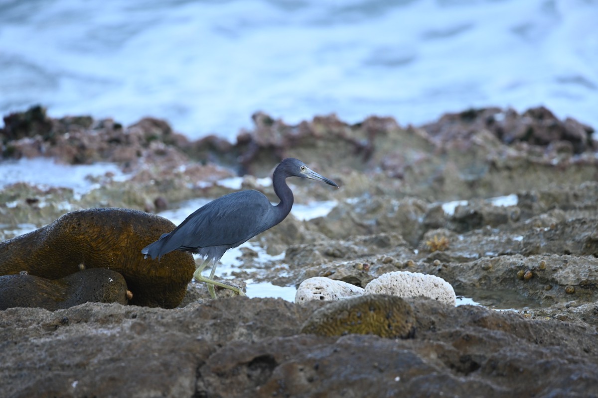 Little Blue Heron - Shelley Grant