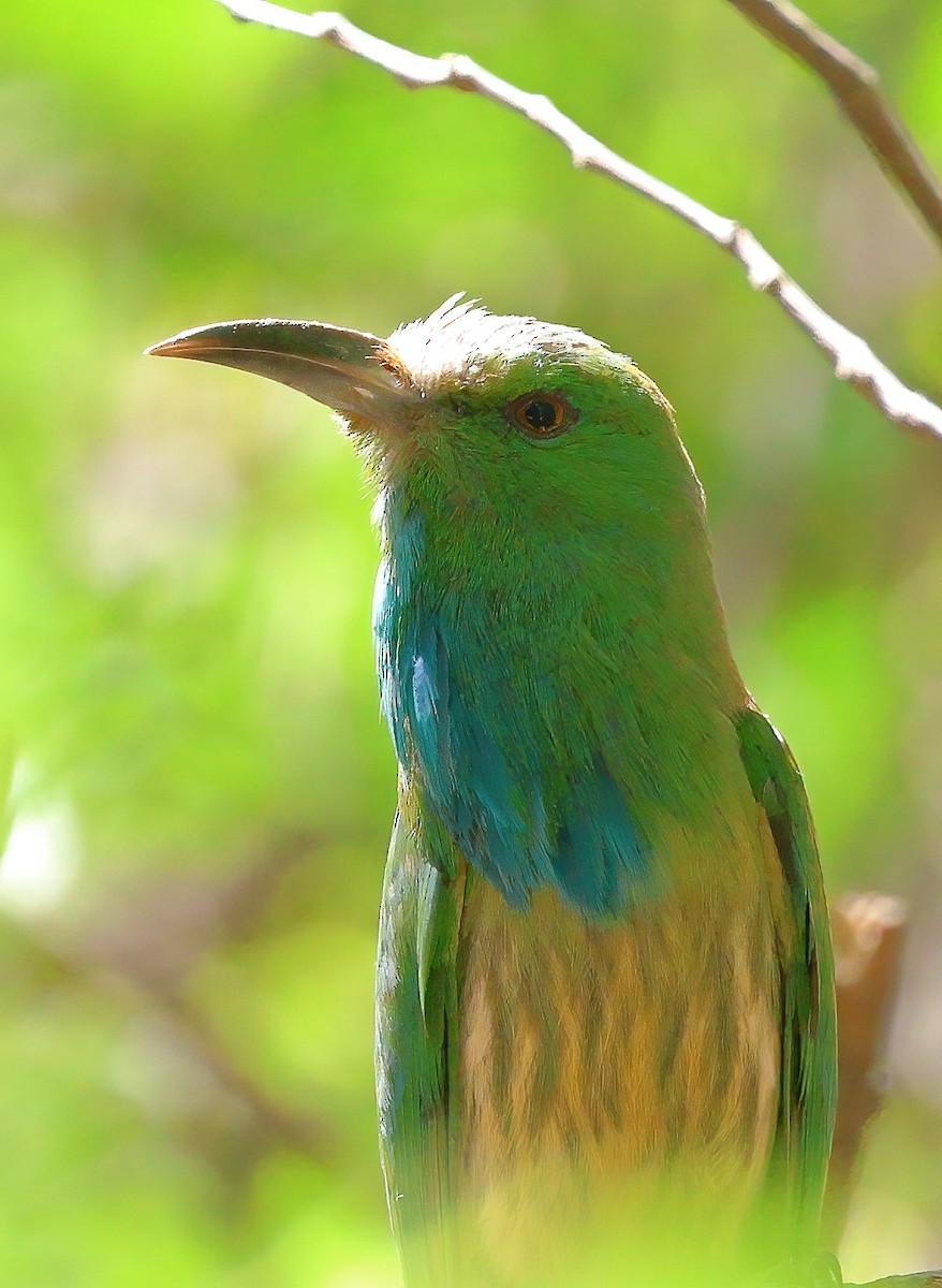 Blue-bearded Bee-eater - Shashidhar Joshi