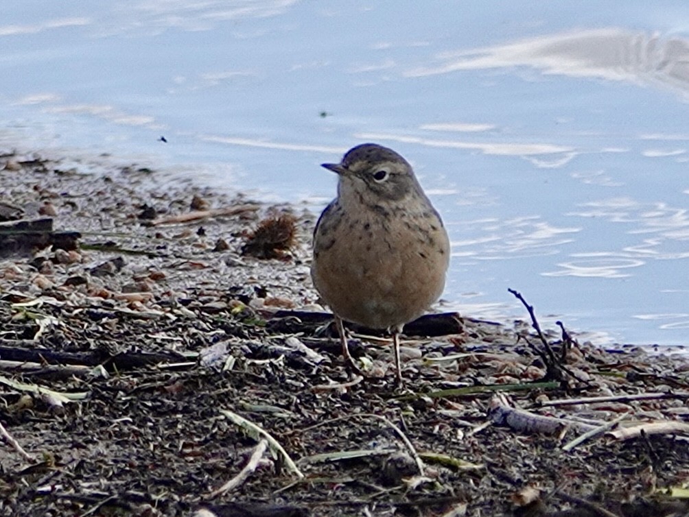 American Pipit - ML617251506