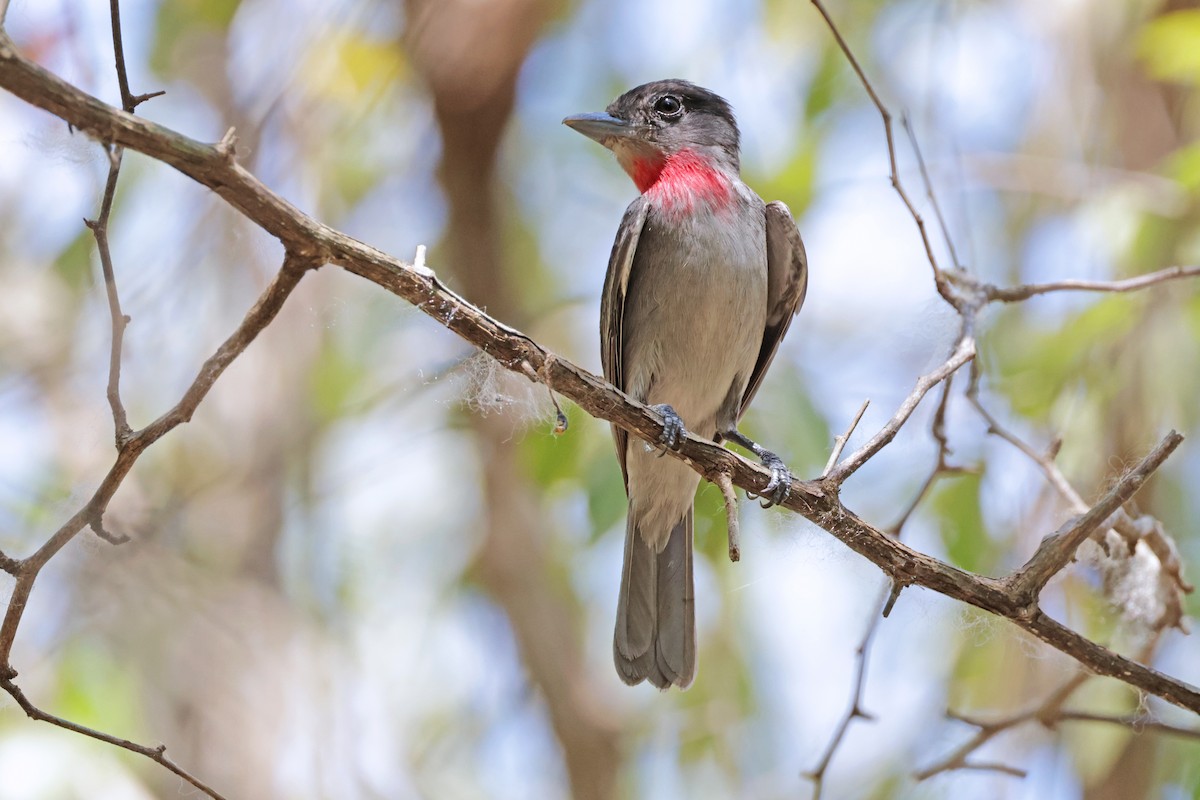 Rose-throated Becard - Nathan Wall