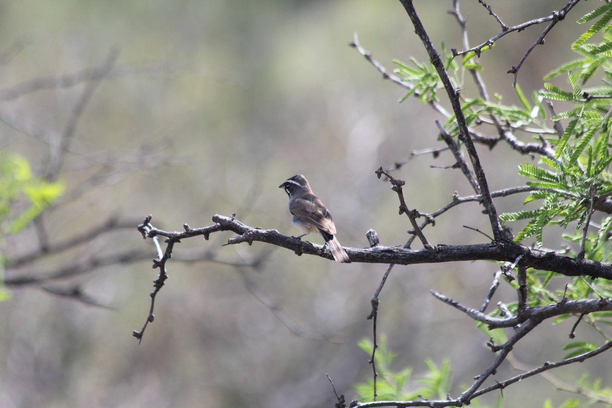 Black-throated Sparrow - ML617251563