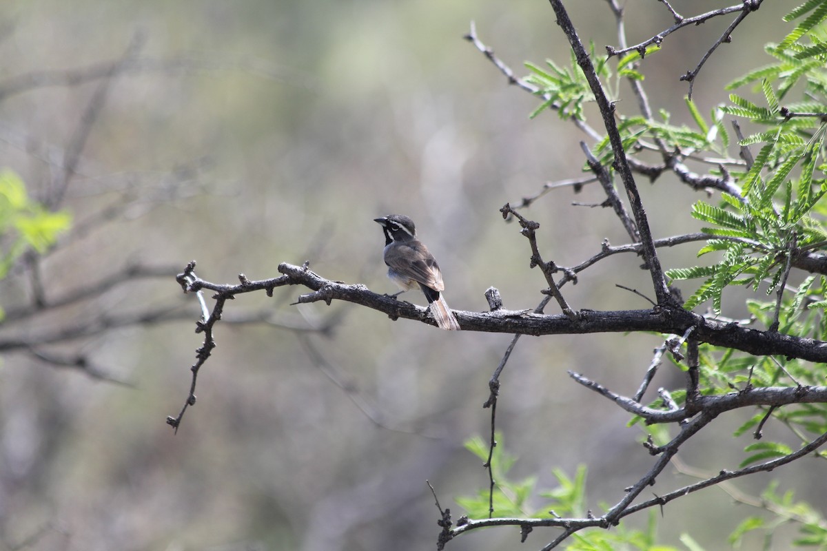 Black-throated Sparrow - ML617251564