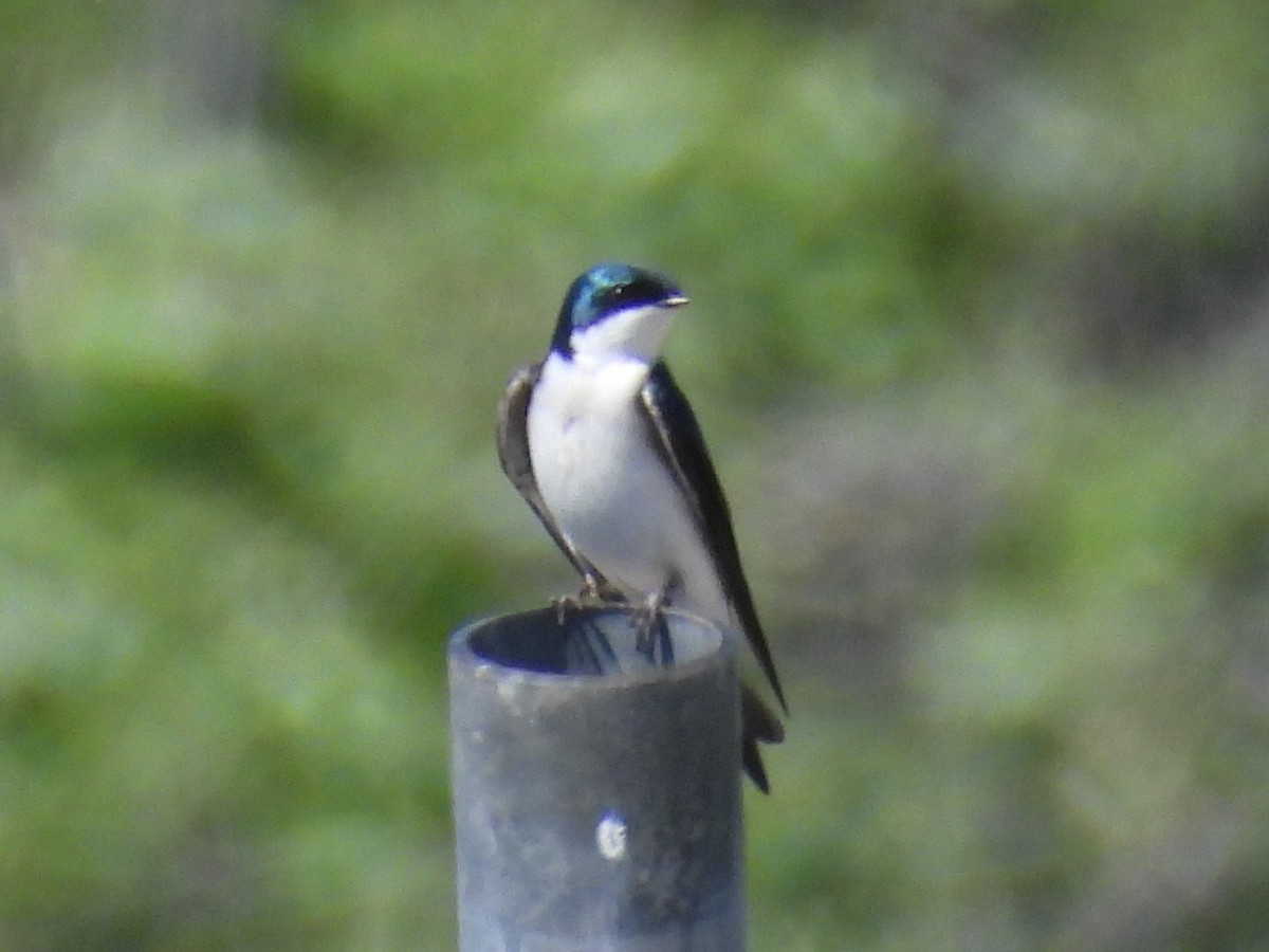 Golondrina Bicolor - ML617251575