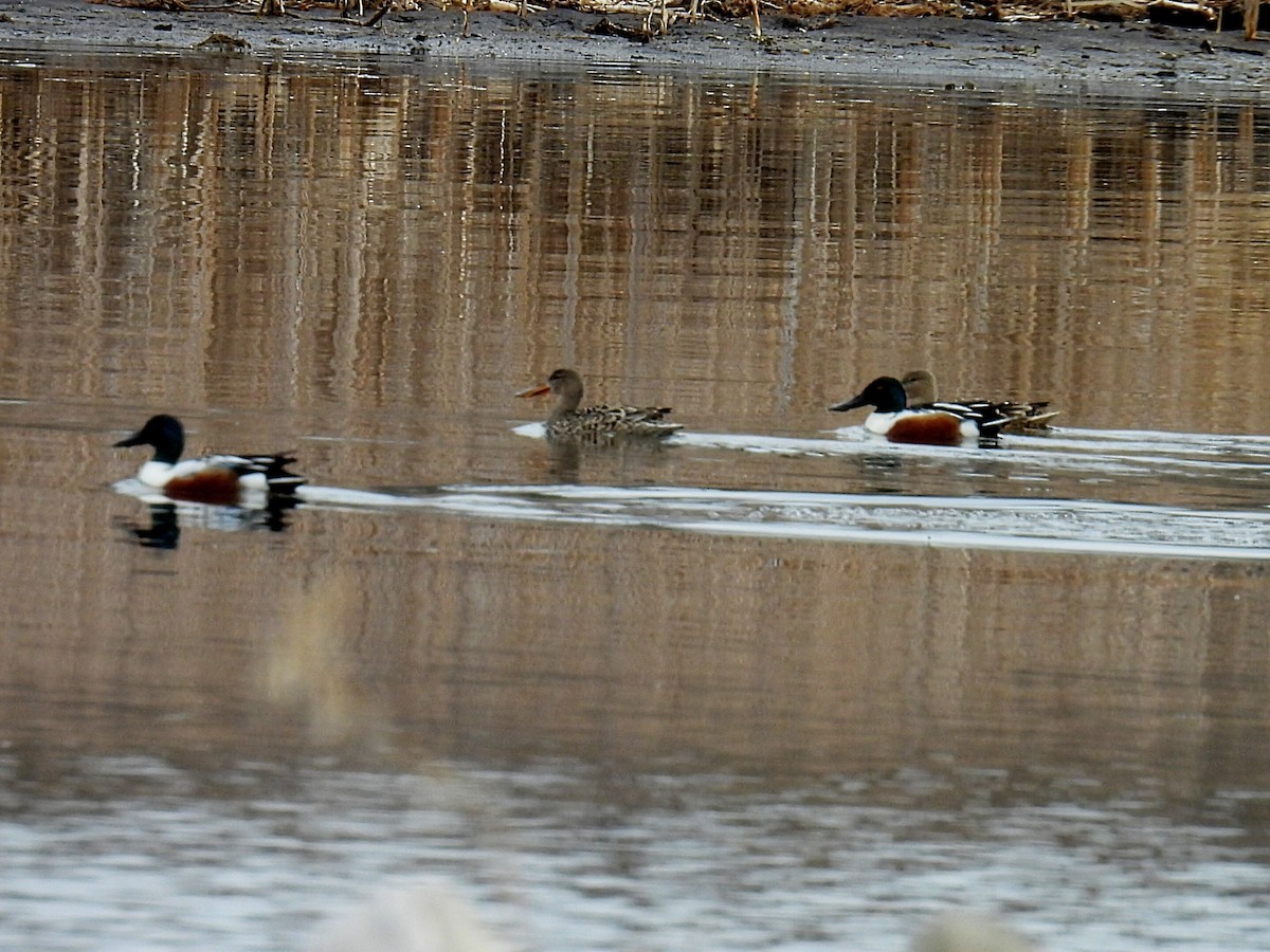 Northern Shoveler - ML617251603