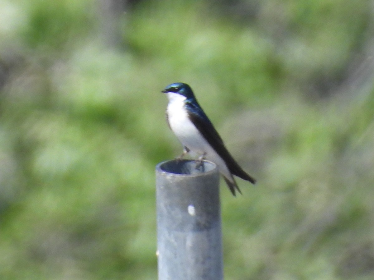 Golondrina Bicolor - ML617251619