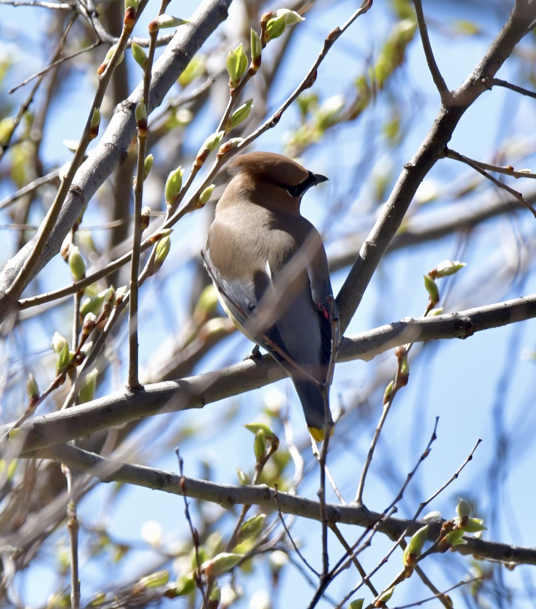 Cedar Waxwing - ML617251621