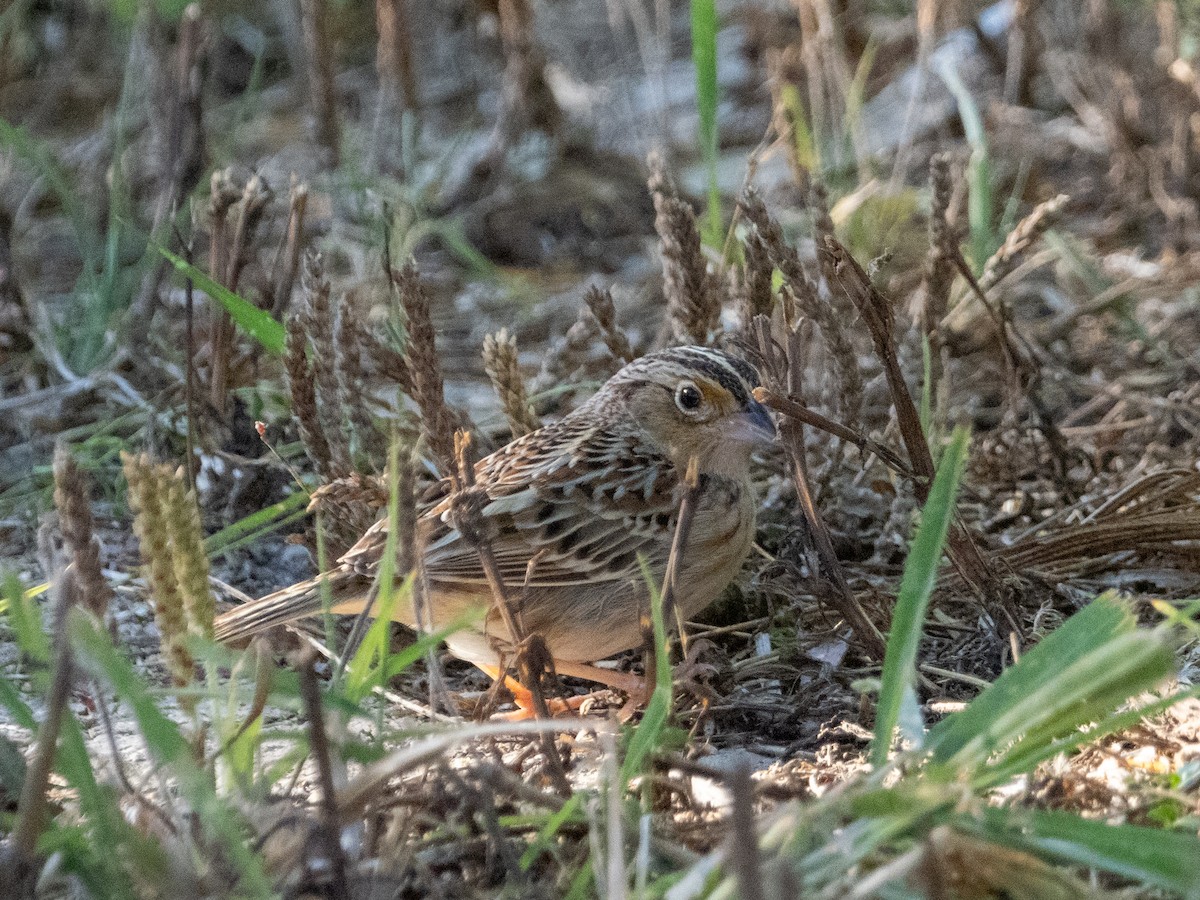 Grasshopper Sparrow - ML617251625