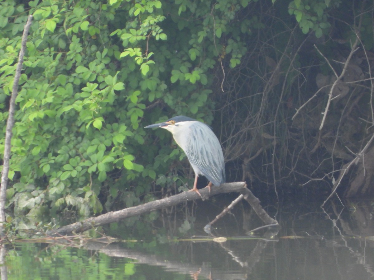 Little Heron - ML617251650