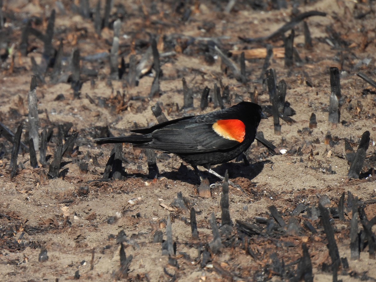 Red-winged Blackbird - Beth Whittam