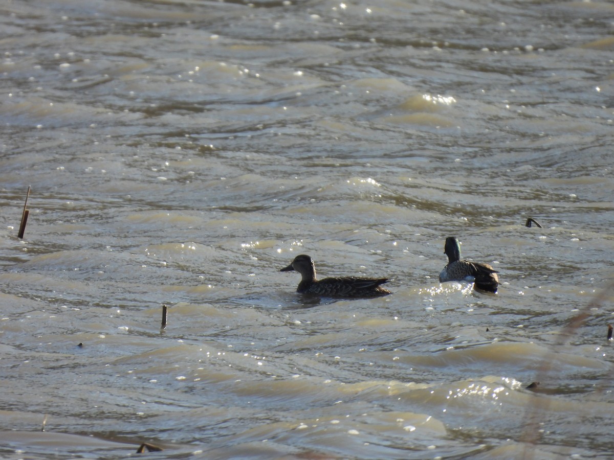 Blue-winged Teal - ML617251677