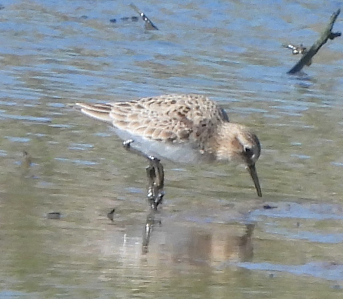 Baird's Sandpiper - Paul McKenzie