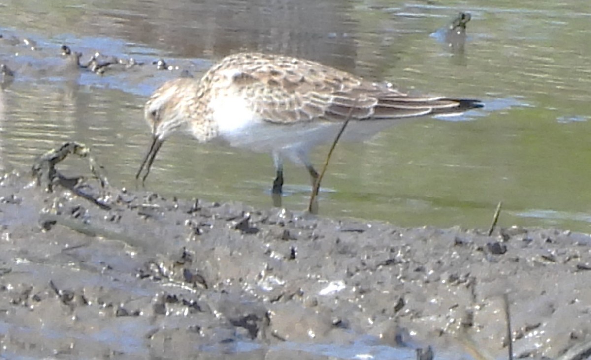 Baird's Sandpiper - Paul McKenzie